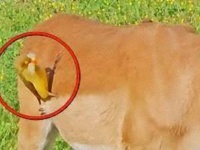 「ちょっともらいますよ」インパラの毛をくちばしで抜きまくる鳥。まるでヒゲのようだと話題に