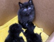 孤児となった3匹の赤ちゃん猫を見守っていたのは生後6週間の子猫だった