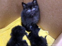 孤児となった3匹の赤ちゃん猫を見守っていたのは生後6週間の子猫だった