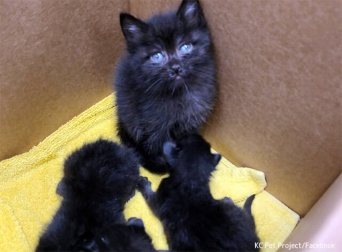 孤児となった3匹の赤ちゃん猫を見守っていたのは生後6週間の子猫だった