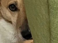 「リアルチョッパーだ」「チョッパーさんじゃん」　覗き方が〝船医さん〟すぎるワンコに9.6万人ニコッ