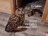 猫にとおせんぼされたフクロウ。しばらくじっと待つも実力行使に出る