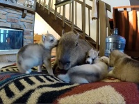 和み。カピバラがハスキーの子犬たちを辛抱強くお世話中