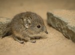 イギリスの動物園で生まれた双子の“ハネジネズミ”が天使すぎた…