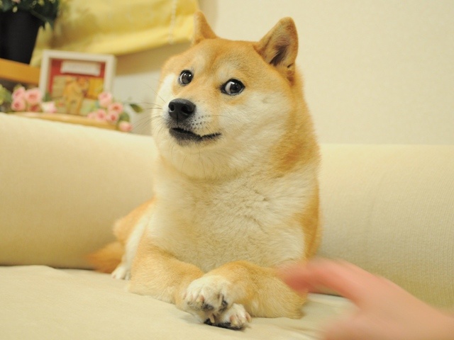 かぼすちゃん
