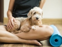 犬と一緒に楽しむヨガが人気（shutterstock.com）