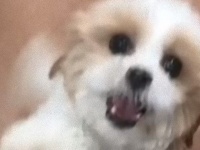 ペットホテルで飼い主の帰りを待っていた分離不安症を抱える犬、感動の再会で見せた満面のスマイル