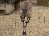 よっしゃおまえ逃がしたる。オウムがカンガルーの脱走に関与