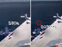イルカ、魚を見せびらかしてカモメをからかう