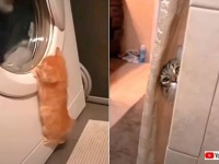 「これニャあに？」洗濯機に興味津々な子猫など、可愛過ぎるショート動画3連発