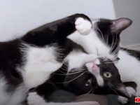 「人間も意外と悪くニャい？」敵意をむき出しにしていた保護猫たち、いつしか心を開いて甘えるように