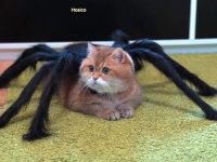 一生懸命おどろおどろしくしてみた！今年のホシコさんのハロウィーンはこれ！