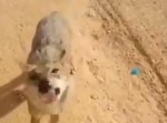ヒトと動物の一期一会！？　野生のオオカミの飲みっぷりがまさにワイルド！