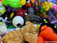 景品のぬいぐるみ？と思ったら本物だった！クレーンゲーム機の中にウッドチャックが紛れ込む