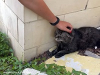 誰かに手を差し伸べて欲しかった。恐怖でうずくまっていた捨て猫の救出物語