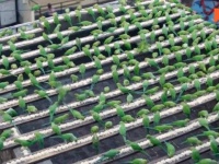 「これが僕の生活のすべてさ」毎日4,000羽のインコにエサをやるインドのバードマン