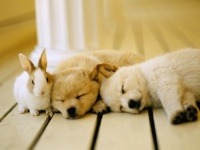 犬特有？わんちゃんの身体の不思議トップ10