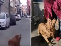 救急車を意識不明で倒れている飼い主のところまで導いたゴールデンレトリバー
