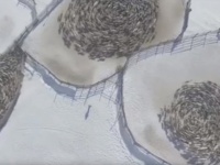 なぜローリング！？北極地方で円を描きその中をグルグル回るトナカイの群れが確認される（ロシア）