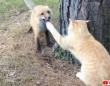「もっと遊んで！」木の幹の向こうから覗き込む狐に向かって、何度も繰り出される猫パンチ！受ける狐は楽しそう？