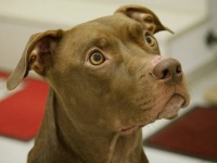 飼い犬が盗まれて半年後、譲渡会に出向いた家族はその犬と奇跡の遭遇。再び家族に