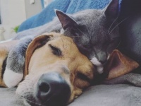 仲良しの犬を失くした犬の心の隙間を埋めてくれたのは猫だった
