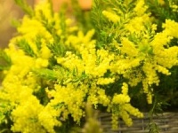 パレロイヤル ミモザ祭り 2017