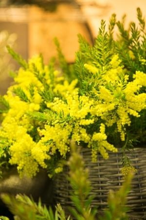 パレロイヤル ミモザ祭り 2017