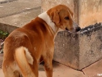 飼い主が病院で亡くなったことを知らず4か月間霊安室のまわりを探し回る犬