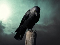 カラスは別格。カラスの脳は鳥頭ではない。その知能の高さは平行進化にあり（ドイツ研究）