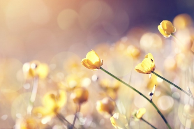 iStock_000063538583_Small