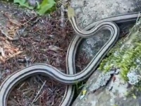 急ぎすぎたヘビ、まさかの失態　衝撃的〝結末〟に5.6万人驚がく「こんなアホの子もおるんか」
