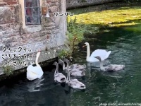 ベルを鳴らしてごちそうをもらう白鳥たち。170年の伝統を持つ英国宮殿のロイヤルスワン