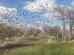 家の前にトンデモない鳥の群れが集まって気持ち悪いんですが…