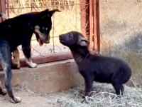 孤児になって保護されたハイエナの赤ちゃん、子犬と友達になり愛され方を学ぶ
