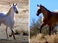 ガールフレンドと離れ離れになり、失意のどん底にあったオス馬が3年ぶりに再会、輝きを取り戻す（アメリカ）