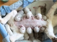 がんばれお母さん！8匹の子猫に平等にお乳を与える母猫の授乳スタイル