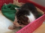 エネルギー切れ？　あっという間に眠ってしまう子猫