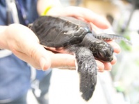 小笠原で生まれたアオウミガメの赤ちゃんが、今年もすみだ水族館にやってきた！　8月14日（金）より一般公開開始