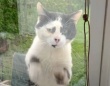 窓際に毎日やって来る野良猫「ここを開けて、ボクを撫でて！」そしてやがて家猫へ