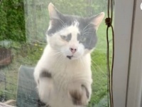 窓際に毎日やって来る野良猫「ここを開けて、ボクを撫でて！」そしてやがて家猫へ