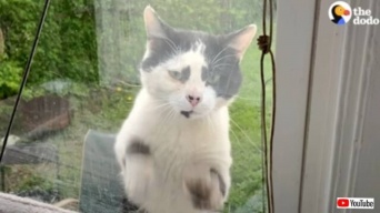 窓際に毎日やって来る野良猫「ここを開けて、ボクを撫でて！」そしてやがて家猫へ