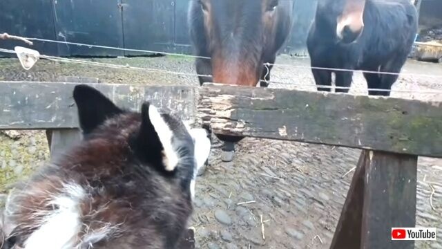 sherpainclovelly7_640