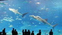 大学生に聞いた、 この夏行きたい全国各地の水族館ランキングTop5！