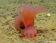 太平洋の深海でユニークな新種の生物を続々発見。ピンクの豚のようなナマコも！