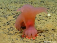 太平洋の深海でユニークな新種の生物を続々発見。ピンクの豚のようなナマコも！