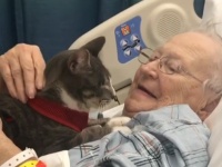 癒しの力を持つと評判の盲目の猫。おばあさんのお見舞いに連れて行ったところ、病気が快復するという奇跡（アメリカ）