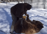 「おかえりなさーい！」帰宅した飼い主さんを大歓迎する２匹のクマ達がかわいい