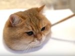 『本物に見えるほど上手い猫の絵』　…を描いているように実物の猫をナデナデ。