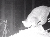 体長1.2メートル！スコットランドの森で絶滅危惧種の巨大なヤマネコが発見される。